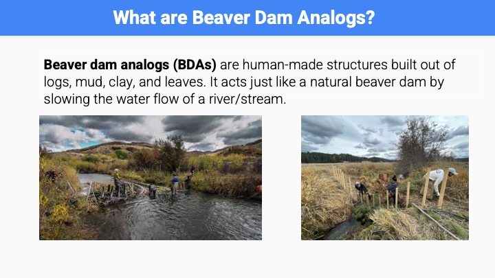 beaver dam